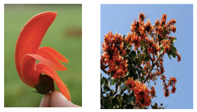 The Flame of the Forest or Palasa
