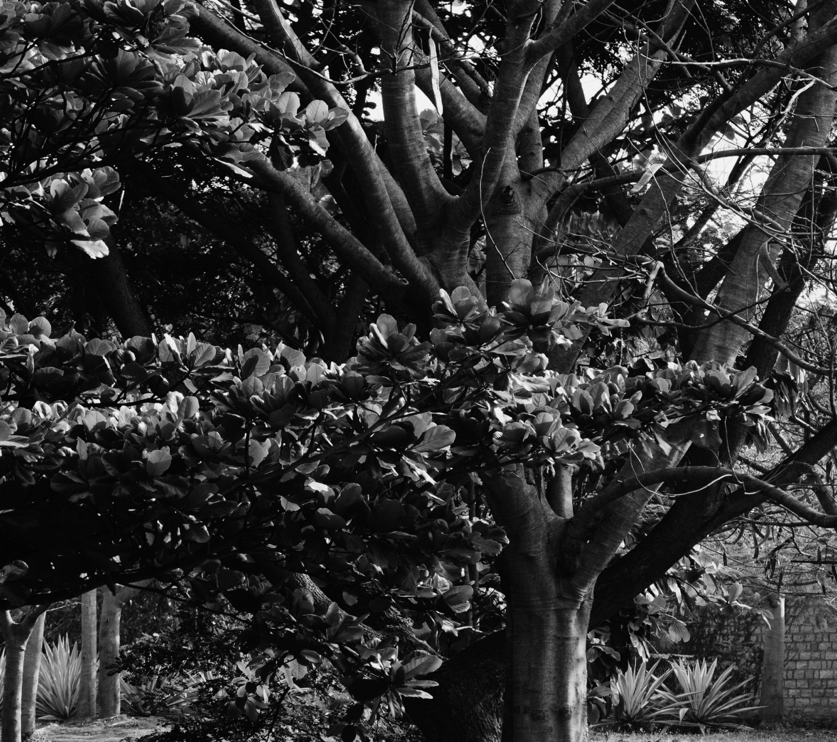 FRANGIPANI