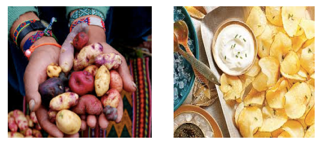 MALIGA, THE POTATO?