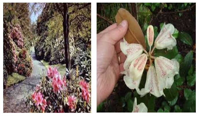 Rhododendrons or the Tree Roses