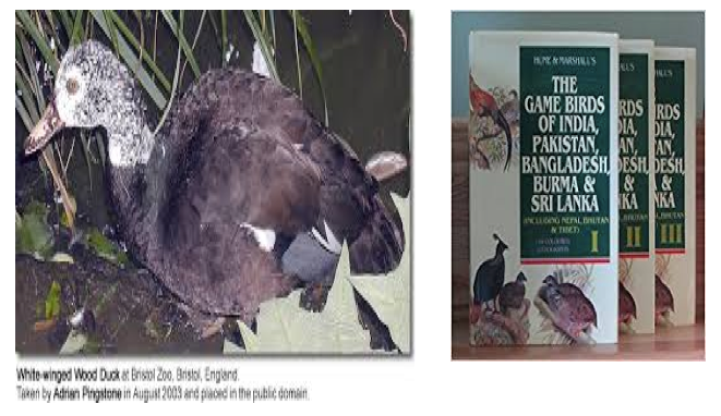 Tales Of The Deohans,The White Winged Wood Duck
