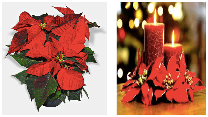 The Christmas Star