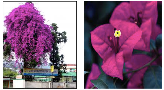 The Handsome Bougainvillea