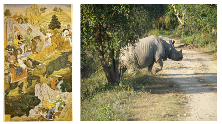 The Rhinocerous unicornis from Mohenjo-Daro to Assam Author: Gaurangi Maitra