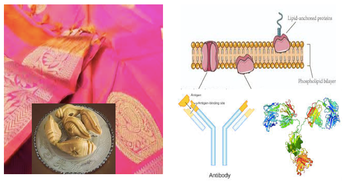 Silk, Life And Proteins